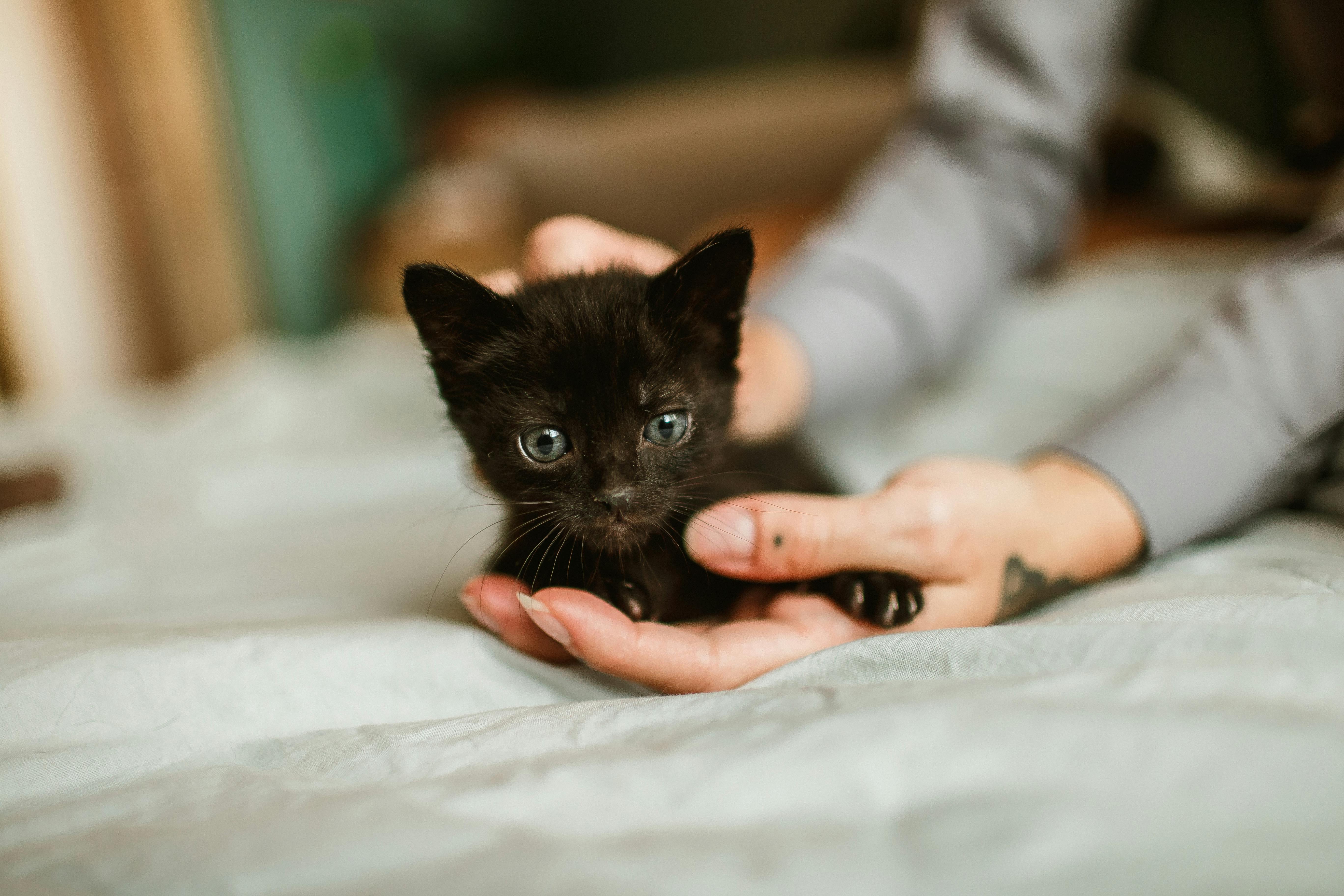 고양이 성장단계 관련 사지