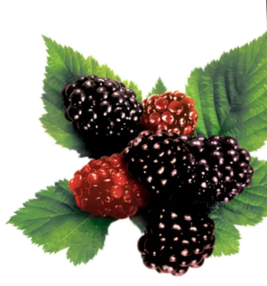 6월-제철-과일-복분자