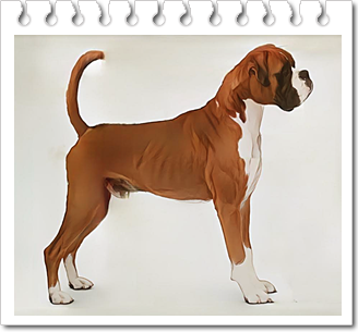 안녕soni
사역견 복서