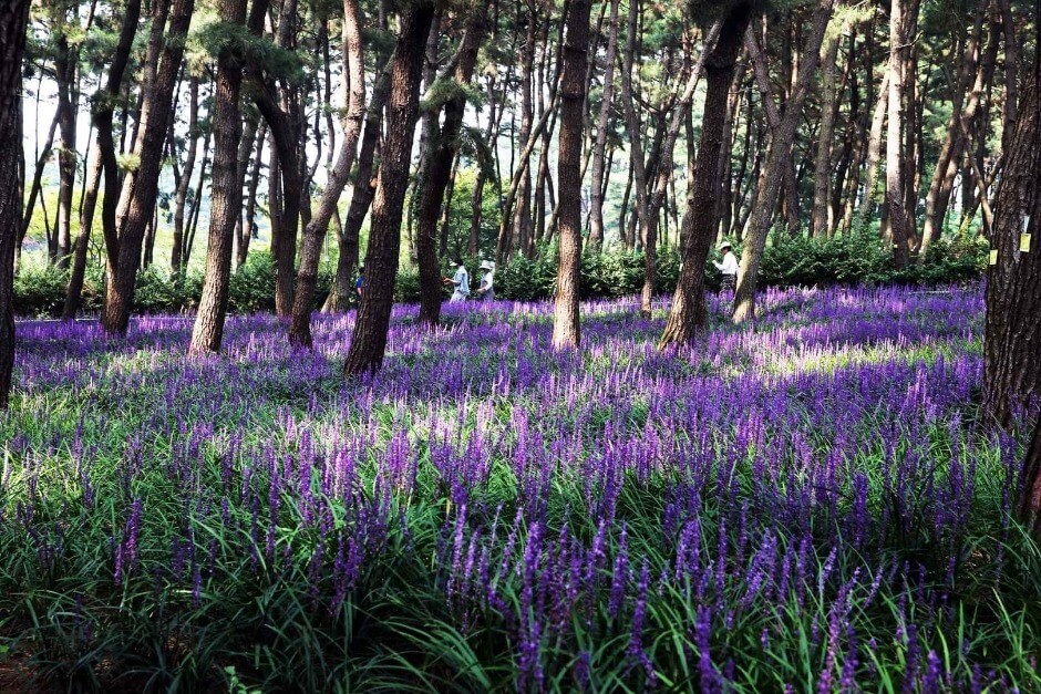 장항 맥문동 꽃 축제 송림자연휴양림