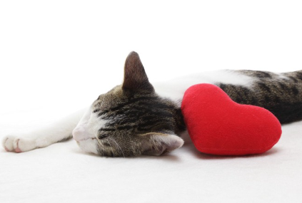 하트 쿠션과 고양이.