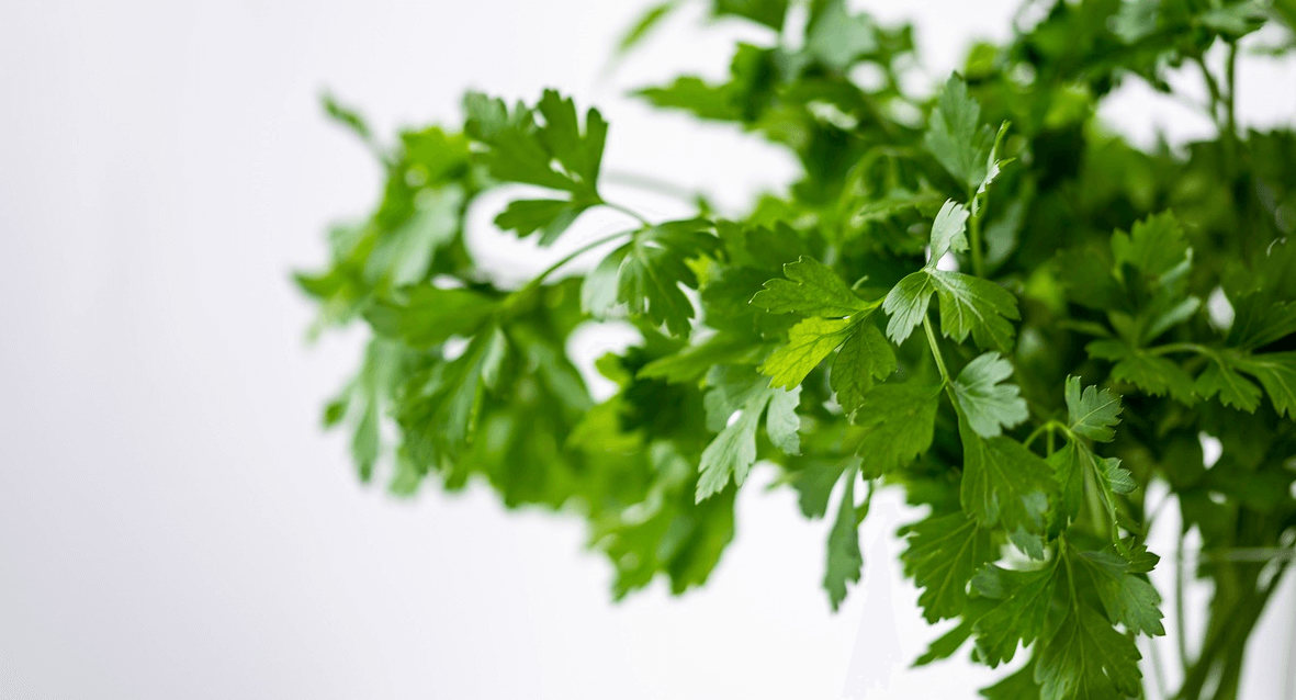 부종에 좋은 음식 사진 파슬리
