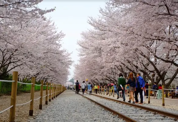 진해-경화역-벚꽃길