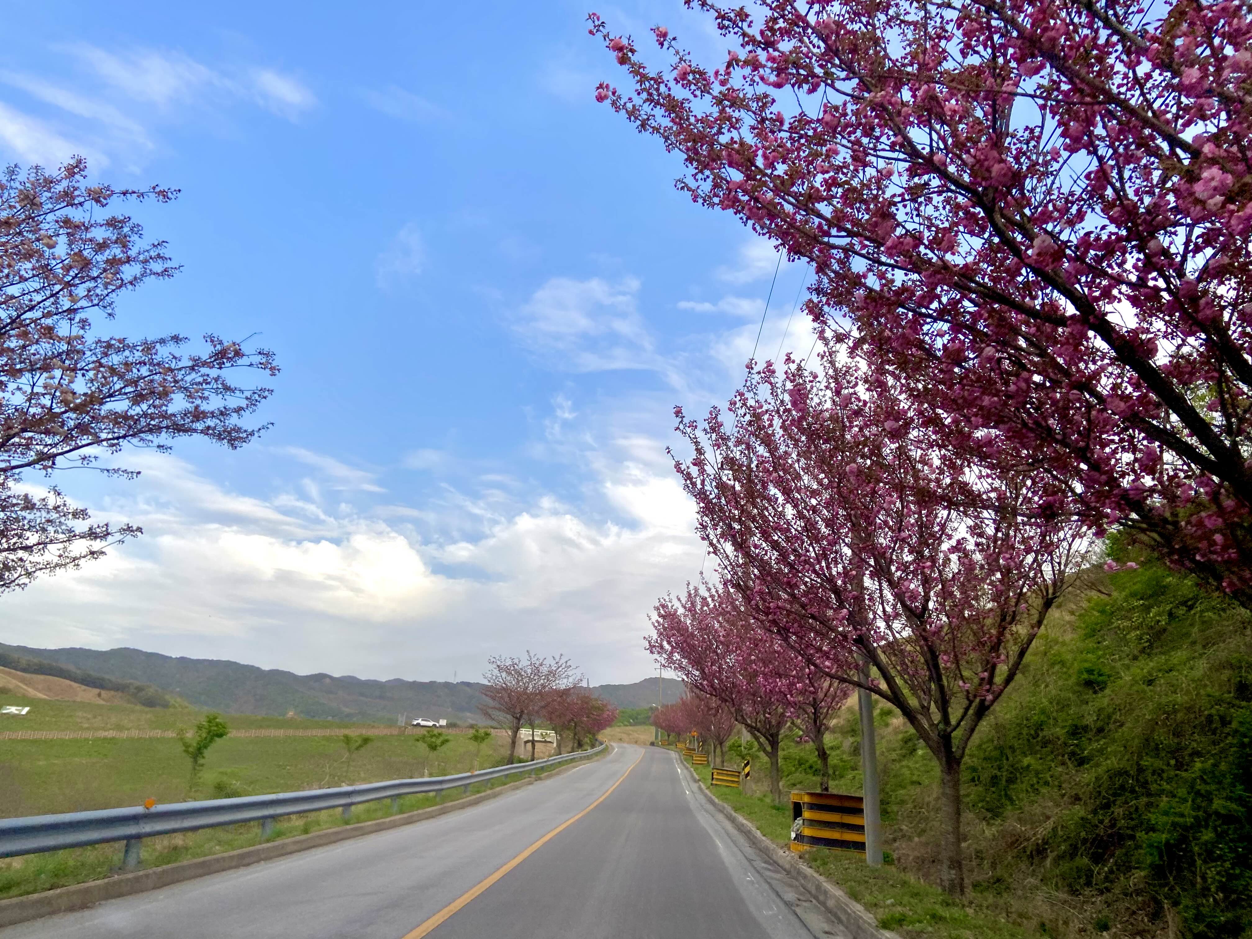 서산 겹벚꽃