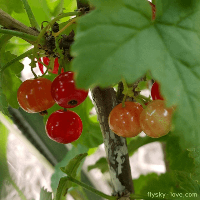 레드커런트 (Redcurrant) 효능
