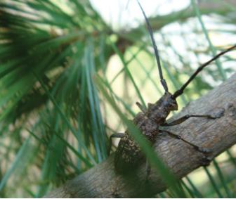 북방수염하늘소