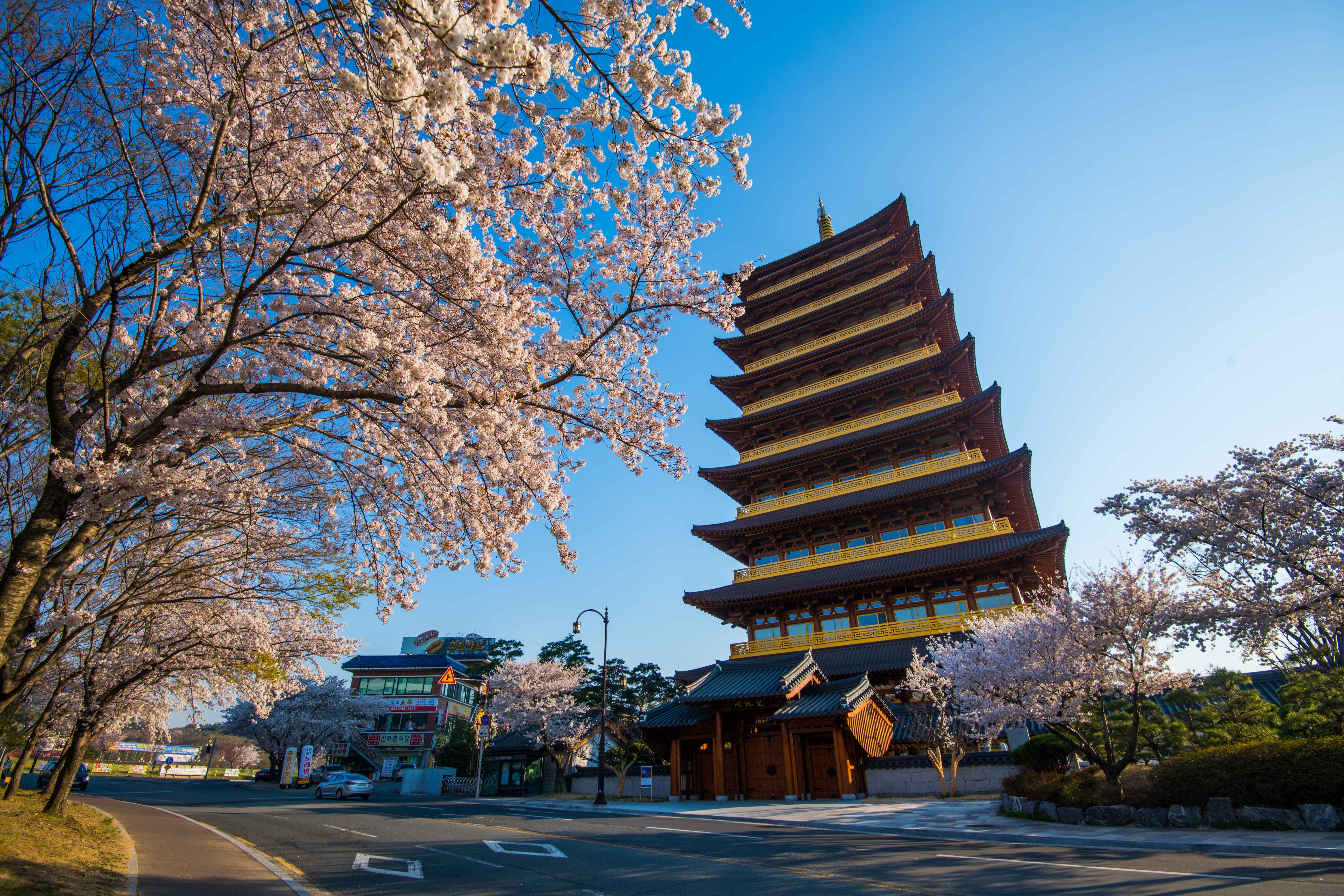경주-벚꽃