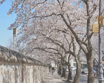 경주벚꽃축제_5
