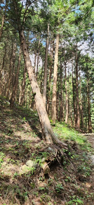 무등산 편백자연휴양림(화순) 흙이 무너져 드러난 편백나무 뿌리