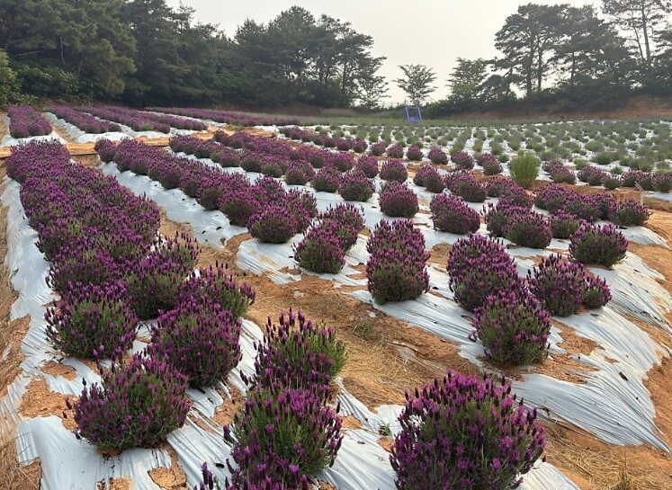 고창청농원 라벤더 축제