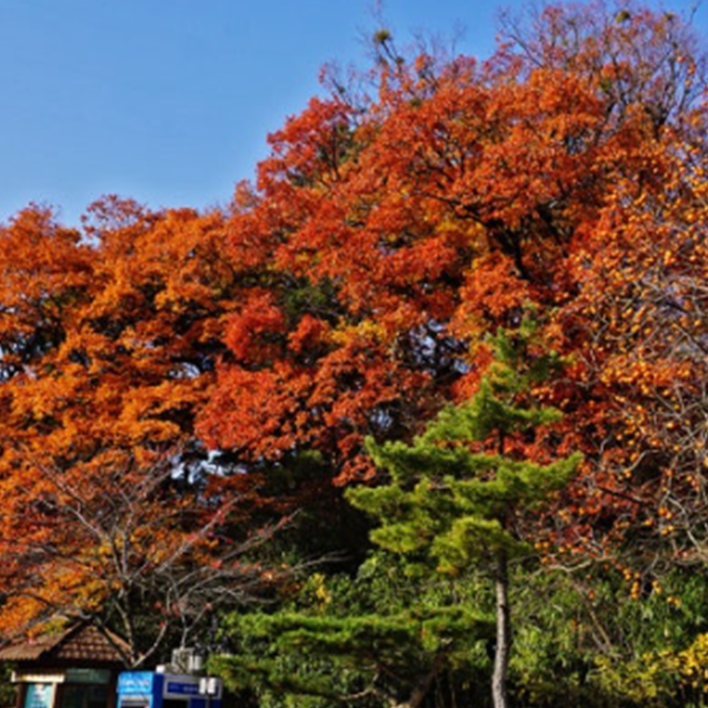 동화사