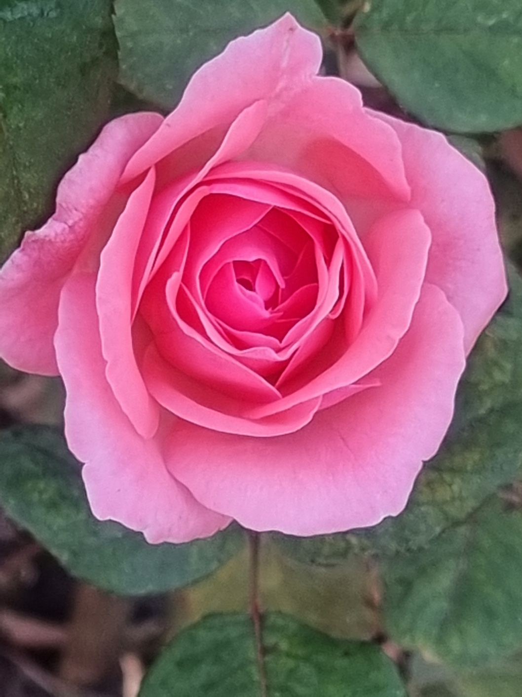 분홍 장미 한 송이 클로즈업 사진