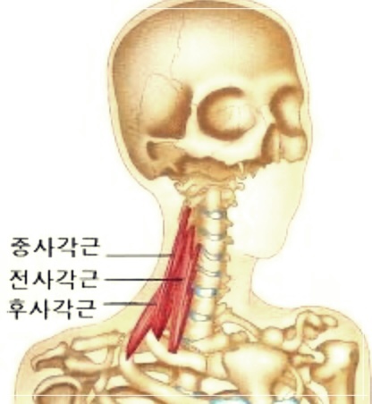 사각근이 아플 때, 당신이 알아야 할 모든 것