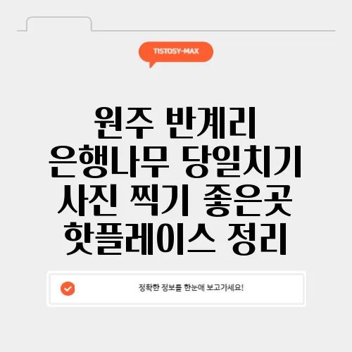 원주 반계리 은행나무 당일치기 사진 찍기 좋은곳 핫플레이스 정리