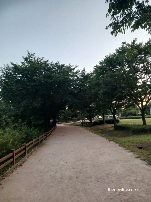 숲속에 자리한 흙길 산책로 – 무릎 건강에 좋은 걷기 운동