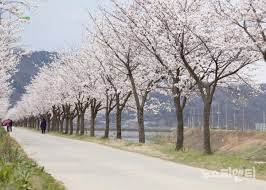 2024 충주호 벚꽃축제 기본정보 및 프로그램 소개