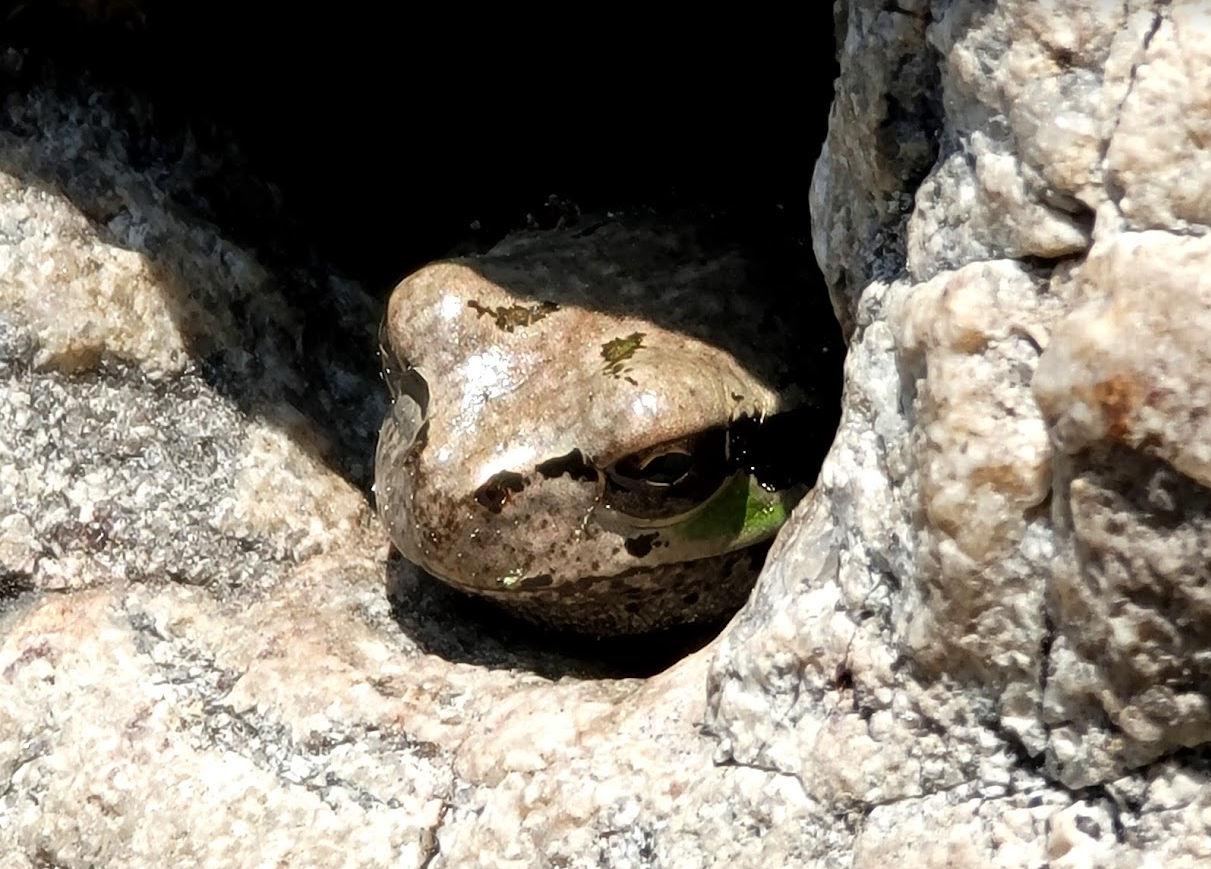통도사, 자장암, 금와보살