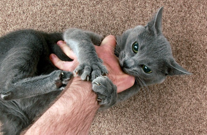 손에 물고 발톱을 세우는 고양이.