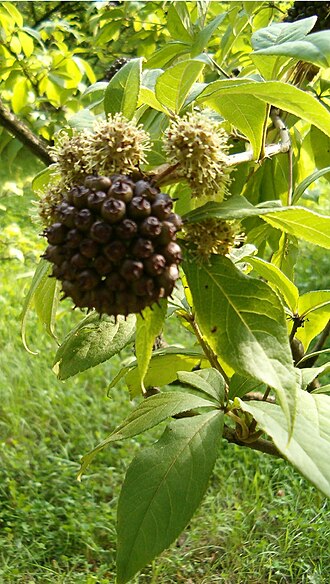 가시오가피는 “기분 탓으로 몸이 좋아지는 약초”가 아니라, 성분과 메커니즘이 꽤 탄탄한 adaptogen 약초에 가깝다.