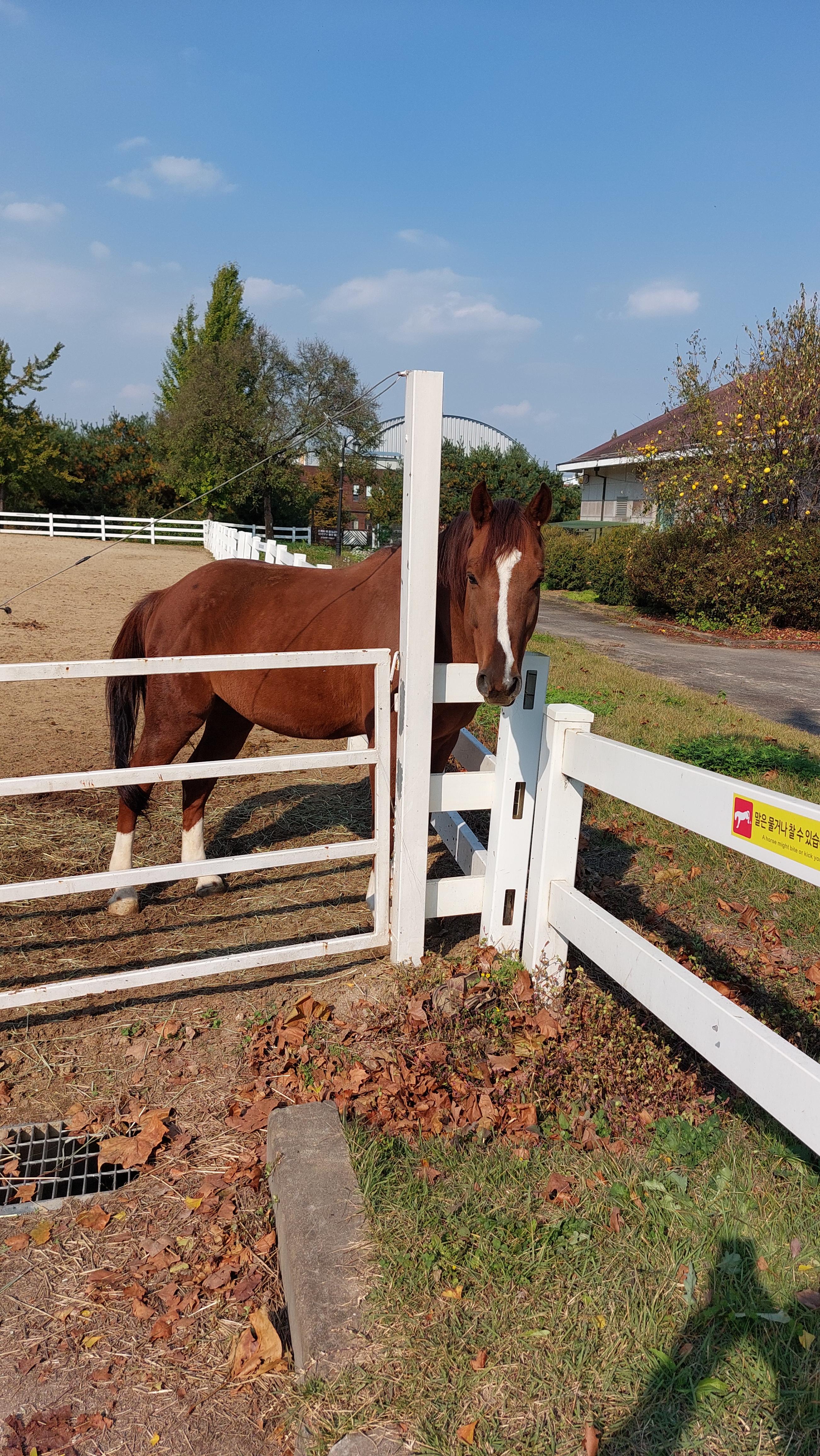 안성 팜랜드 승마체험장 가는도중 만난 말! 잘생김!