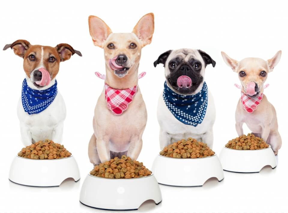 애견이 먹으면 안되는 음식