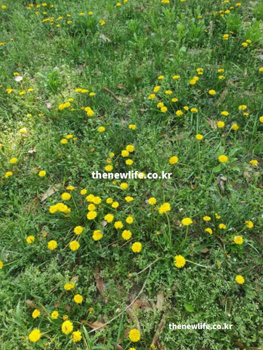 민들레 효능 간 건강 타락사신