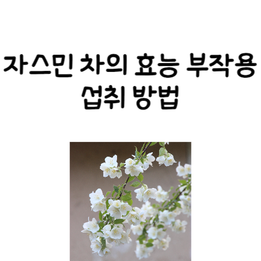 자스민차의 효능&#44; 부작용 및 섭취 방법