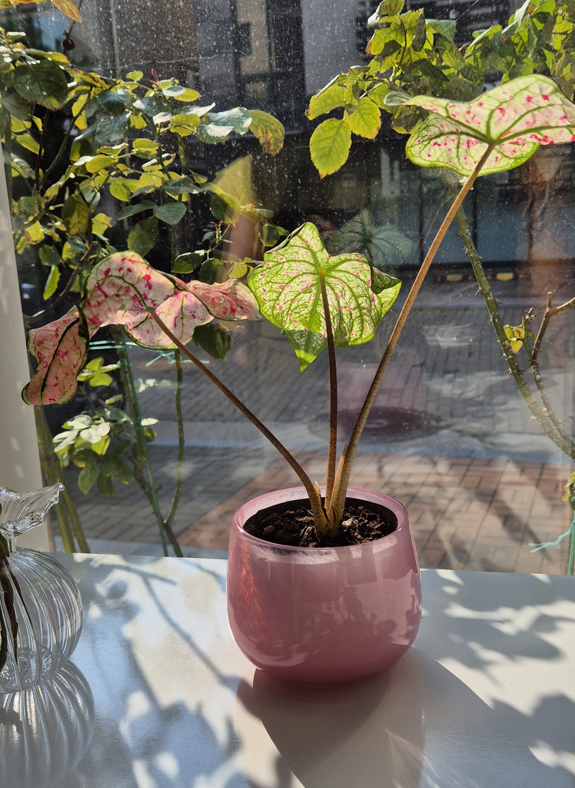 스트로베리 칼라디움