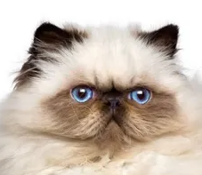 히말라야의 특징과 기르는 방법