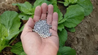 김장배추 웃거름비료 주는시기와 방법을 안내_18