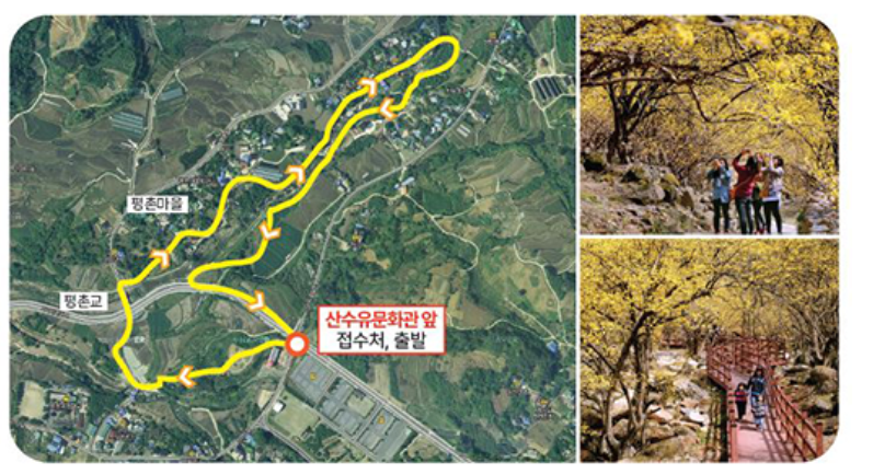구례 산수유축제