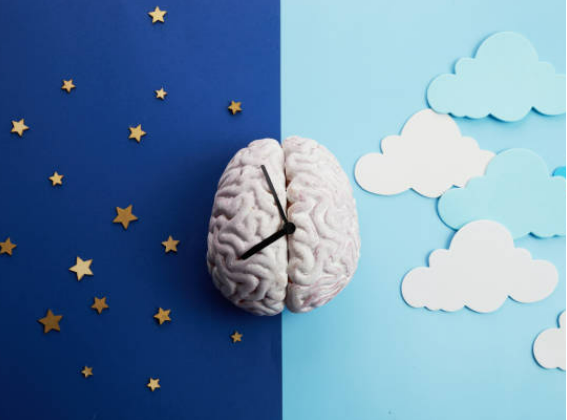 우리가 알아야 할 뇌 구조와 기능의 기초