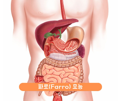 파로 효능