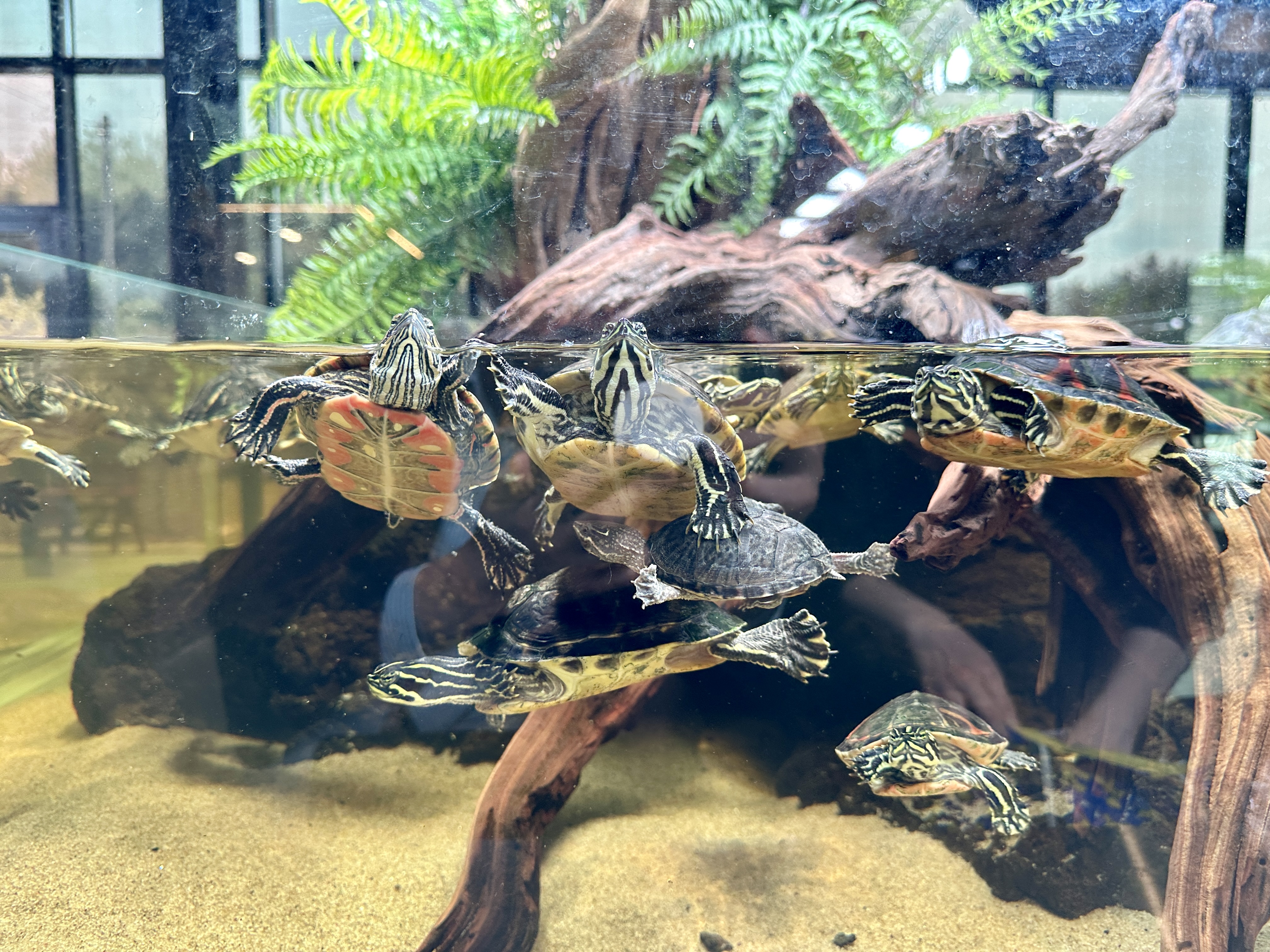 춘천 카페리움 거북이