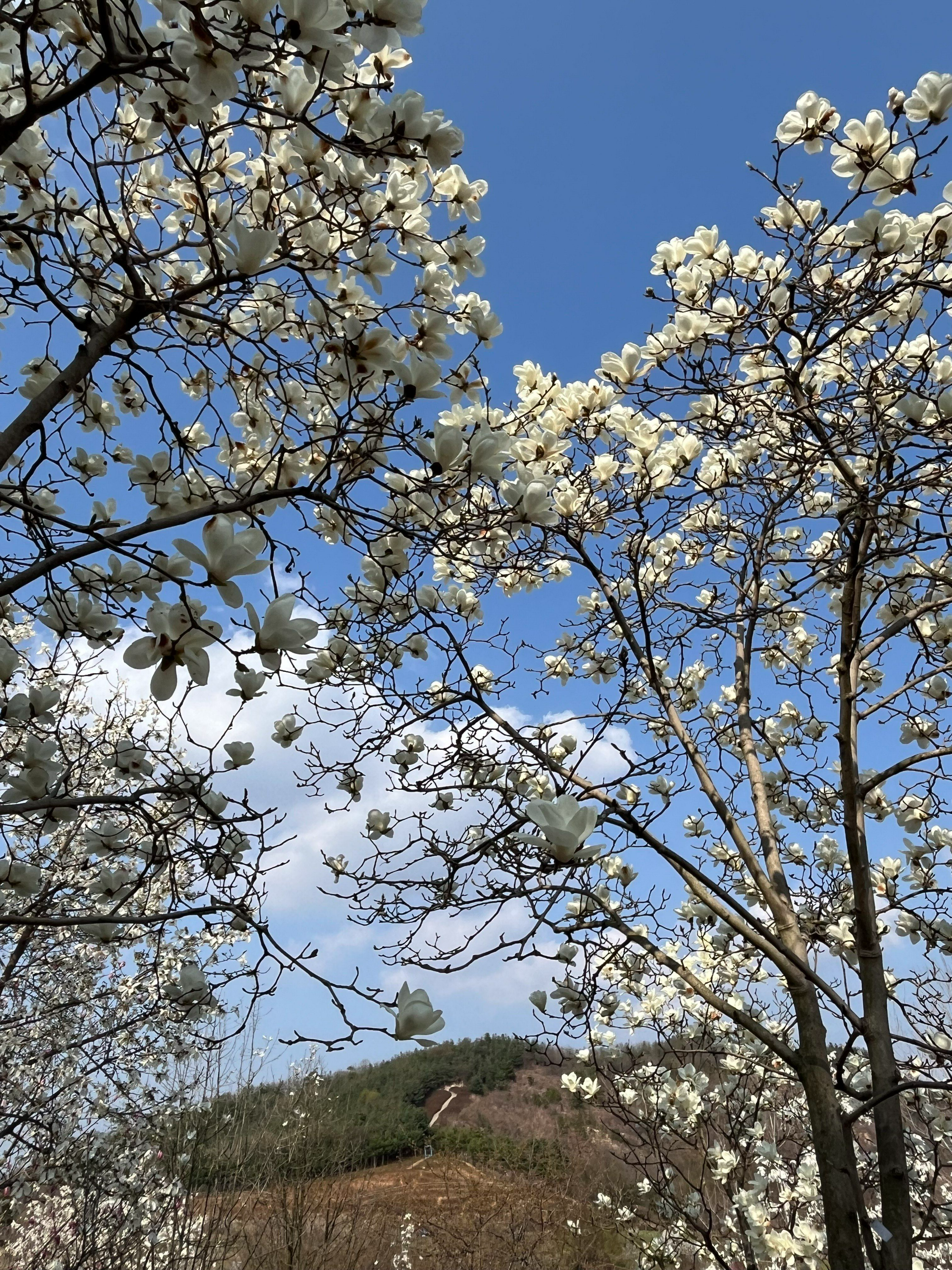 영인산 자연휴양림