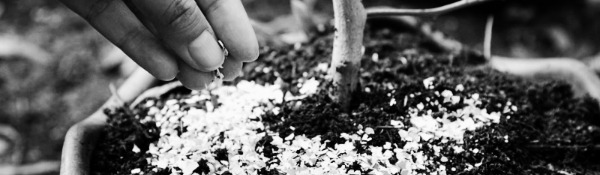 화분 비료 필수 지식 ② 성분별 효과 (질소, 인산, 칼리)