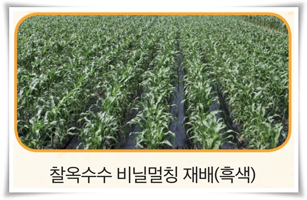 비타민 B, 철분, 식이 섬유가 풍부한 옥수수 재배하기!