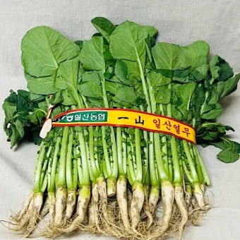 열무 심는 시기 재배 방법_11