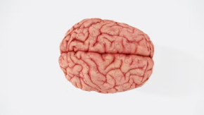 뇌 영양제 추천 부작용 효과 성분 가격