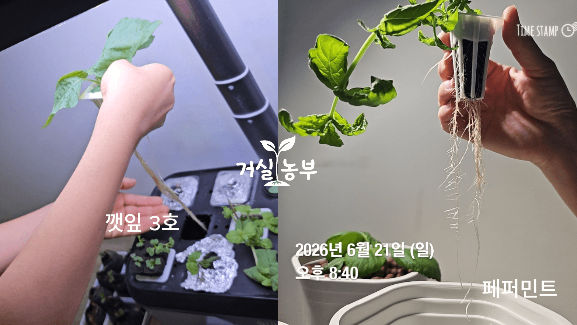 수경재배로 키운 깻잎 3호와 페퍼민트의 뿌리를 꺼내 비교한 모습