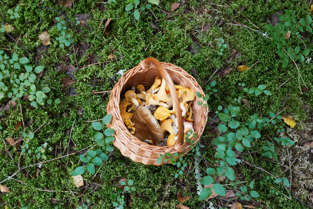 Harvest