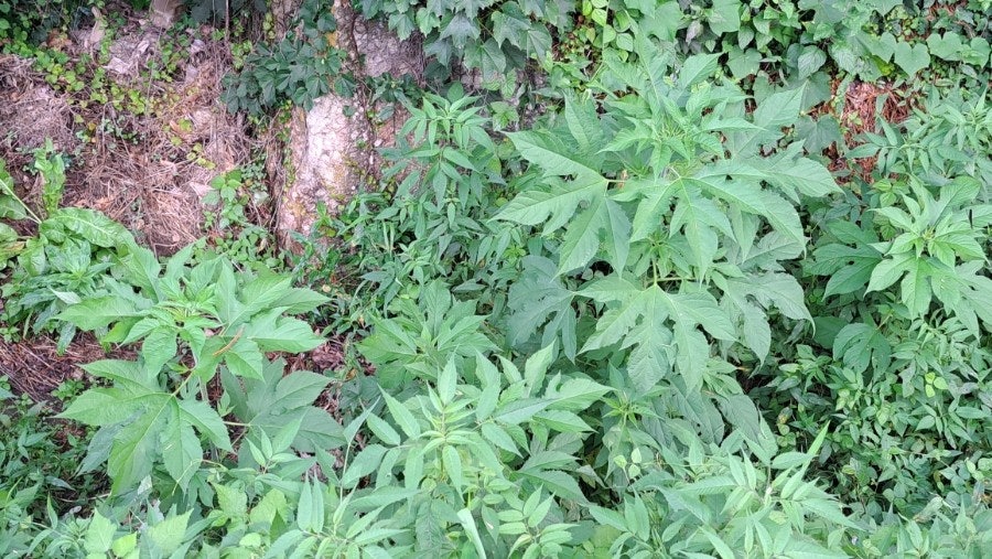 단풍잎돼지풀 관련 사진