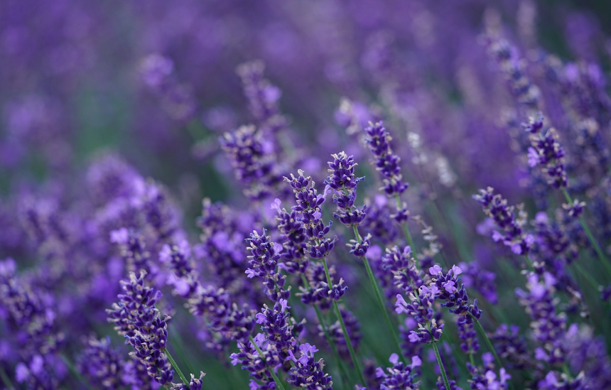 2025 퍼플섬 라벤더 축제