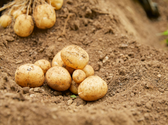 감자의 주요 영양 성분과 건강 효과