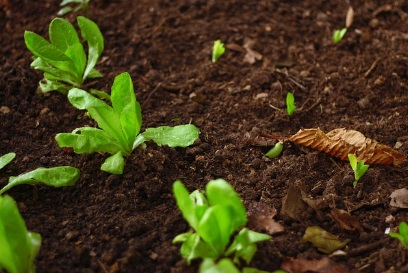농지연금 가입조건 가입절차 및 제출서류