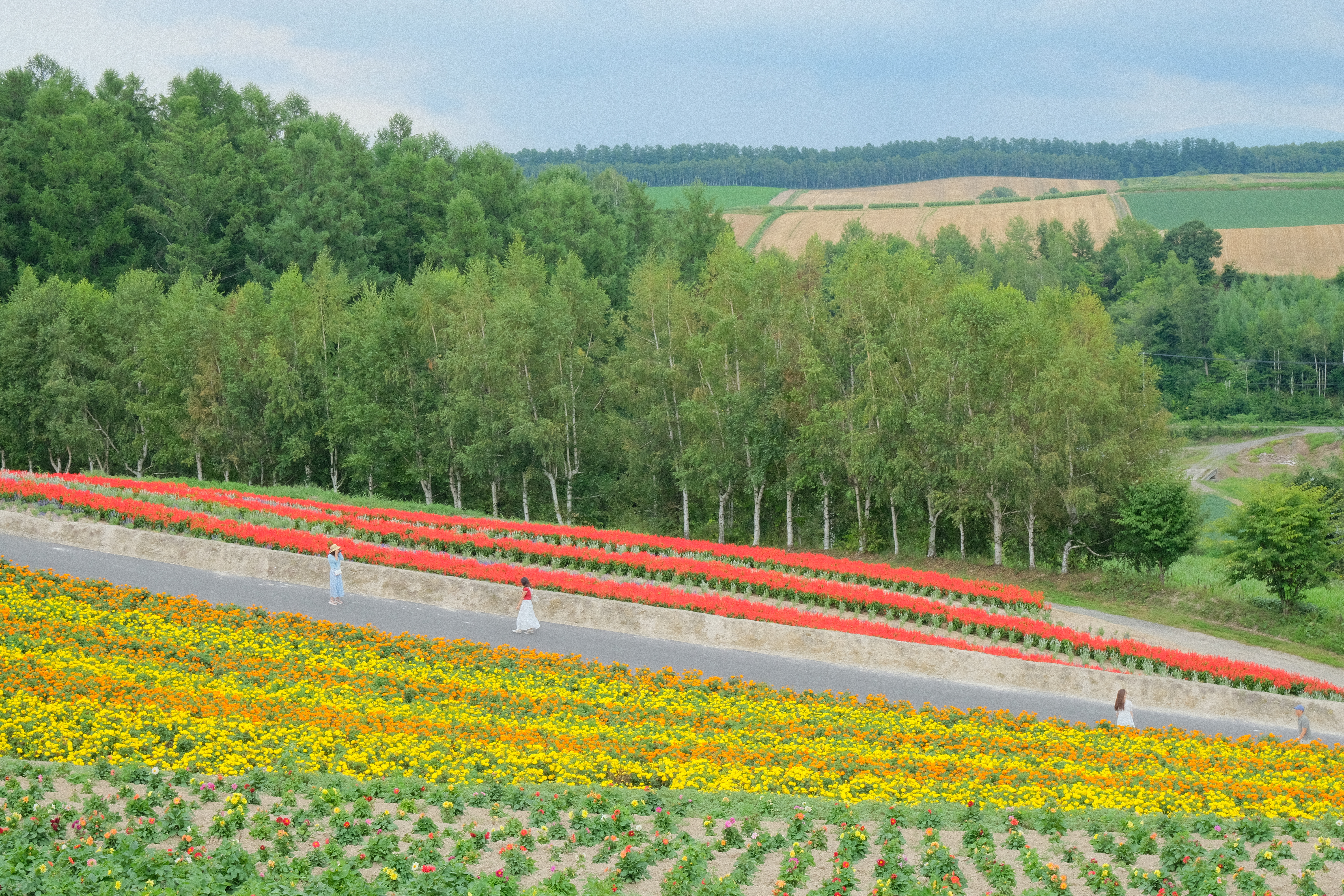 biei8