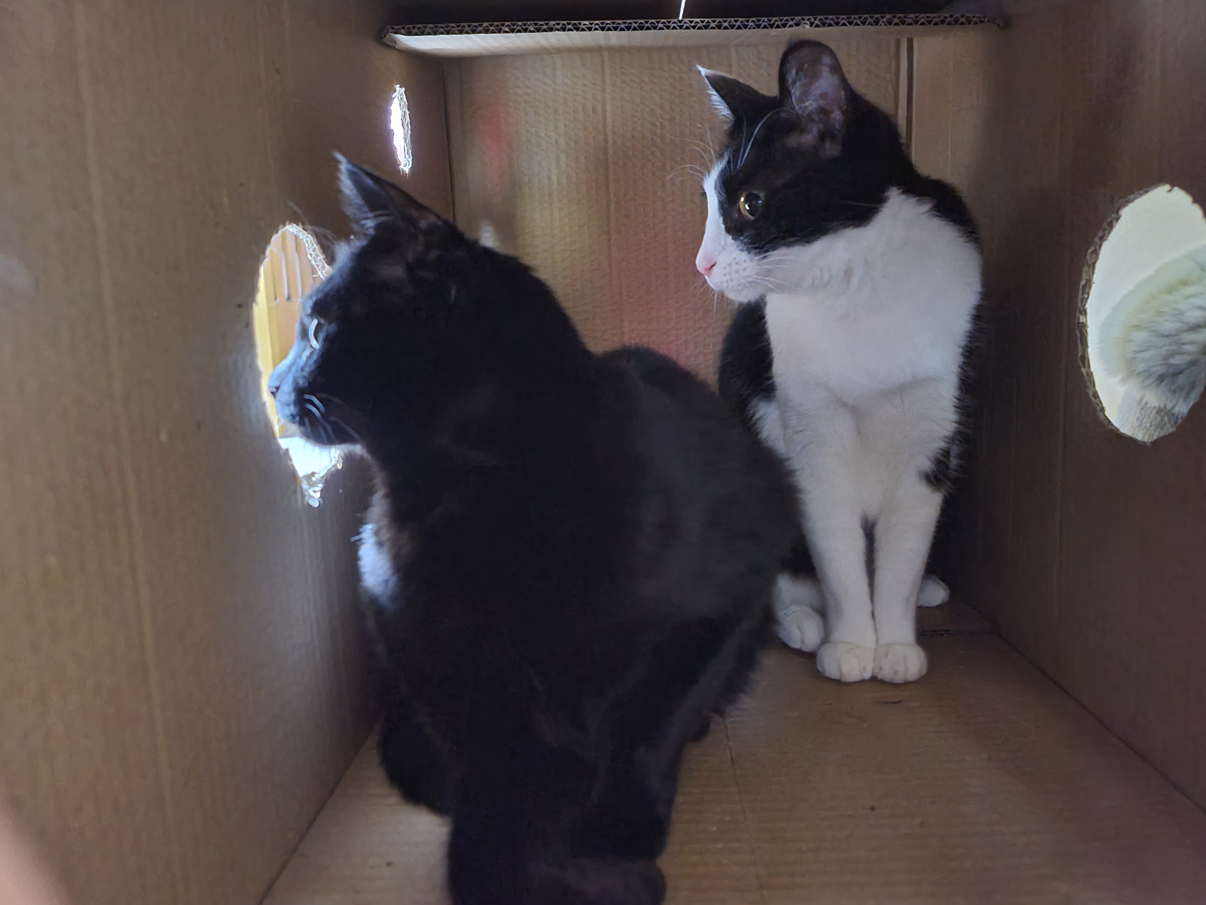 사이좋은 남매고양이 건이랑 두리