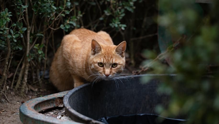 궁궐 정원 돌그릇 앞에 웅크린 황금빛 고양이, 숙종의 금묘를 연상시키는 모습