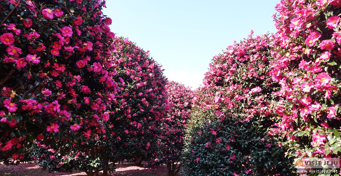 제주 동백수목원 붉은 동백꽃과 감성 산책로, 겨울 꽃 명소
