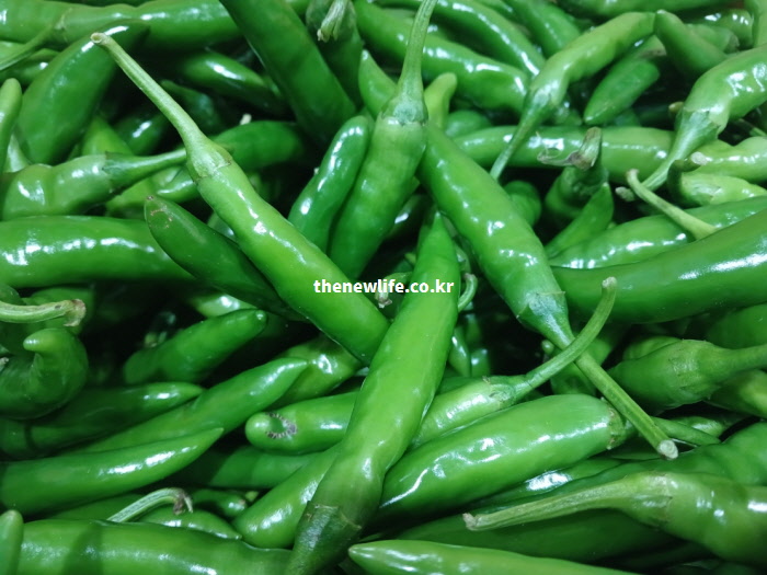 위장을 자극해 소화 효소를 나오게 하고 입맛을 돋워 밥 한 공기를 비우게 하는 청양고추 실물